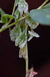 Climbing false buckwheat